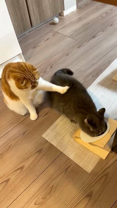 背中に前足をのせるむぎくん