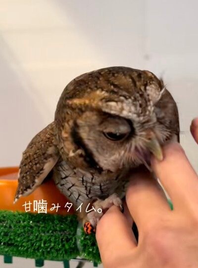 投稿の画像