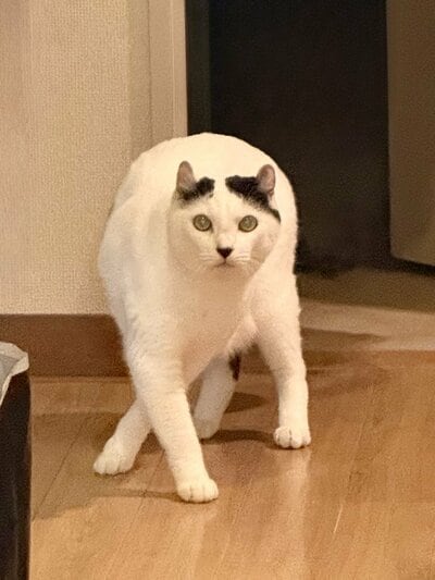 脚をクロスさせたまま見つめる