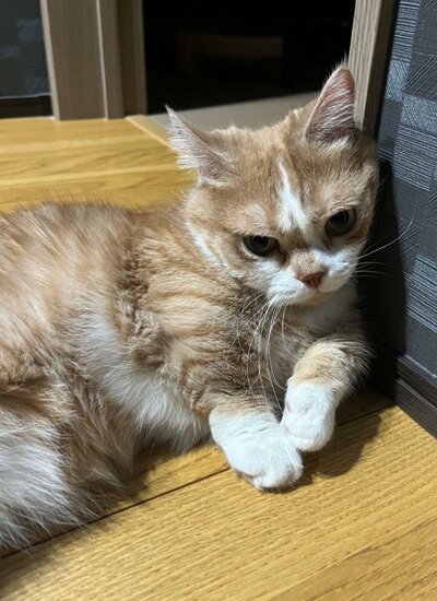 「悩み事？」哀愁漂う様子もかわいい虎太郎くん