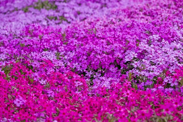 植えっぱなしで雑草対策《ローメンテなグランドカバー植物》3選！日陰OKの植物もご紹介します