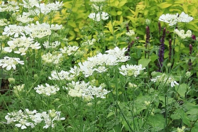 園芸歴30年ガーデナーが「うちの庭に植えてよかった」かわいい春の花《一年草＆多年草》9選