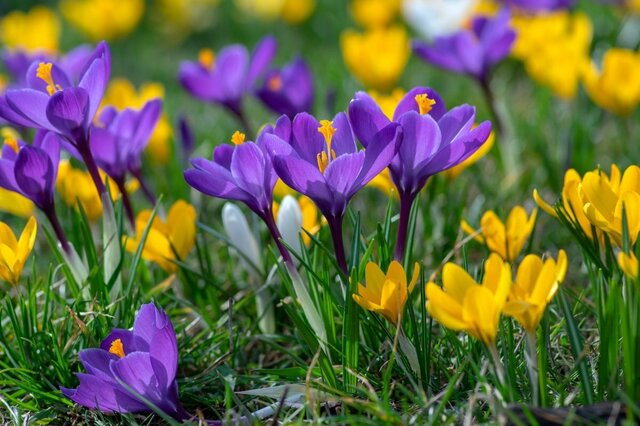 【2月の寄せ植え】植えっぱなしで毎年可愛い♡ クロッカスの魅力を倍増させる《寄せ植えの黄金ルール》