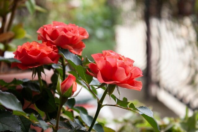 【プランターで始めるバラ栽培】初心者OK！小ぶりの花が咲くおすすめ品種4選＆開花前のお手入れ