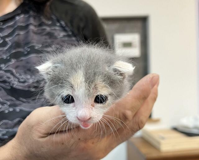 【大人になった】病院通いで身体が弱かった子猫　1年後の「成長した姿」に思わず感動