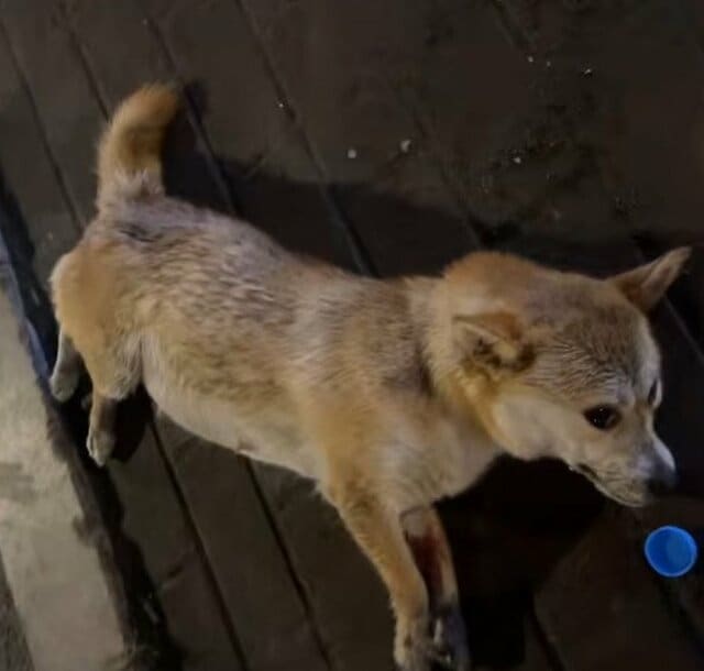 車にひかれ道路脇に倒れていた柴犬を保護 病院で妊娠と深刻な内出血が判明し、懸命な治療を受けることに