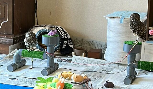 【対照的な2羽のフクロウ】新しい止まり木に意外な反応！個性あふれる行動にホッコリ
