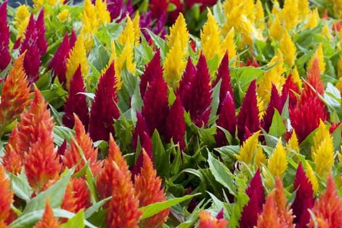 ケイトウの花が咲いている。もこもこした房状、色はオレンジ、赤、黄色。