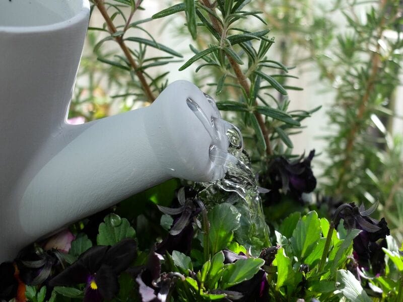 スタンダードプロダクツ、ジョウロにもできる植木鉢（10cm）筆者撮影写真