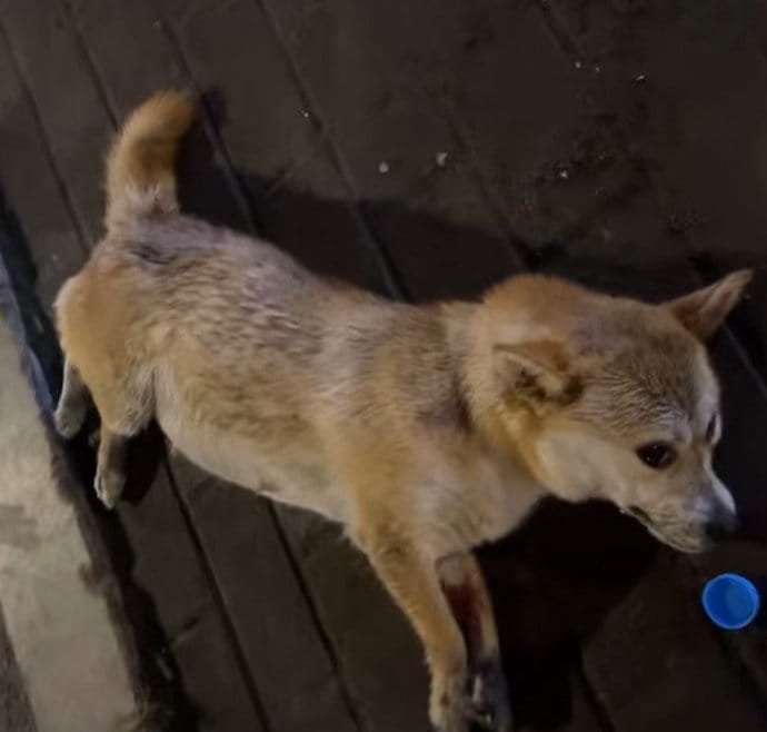 車にひかれ道路脇に倒れていた柴犬を保護 病院で妊娠と深刻な内出血が判明し、懸命な治療を受けることに