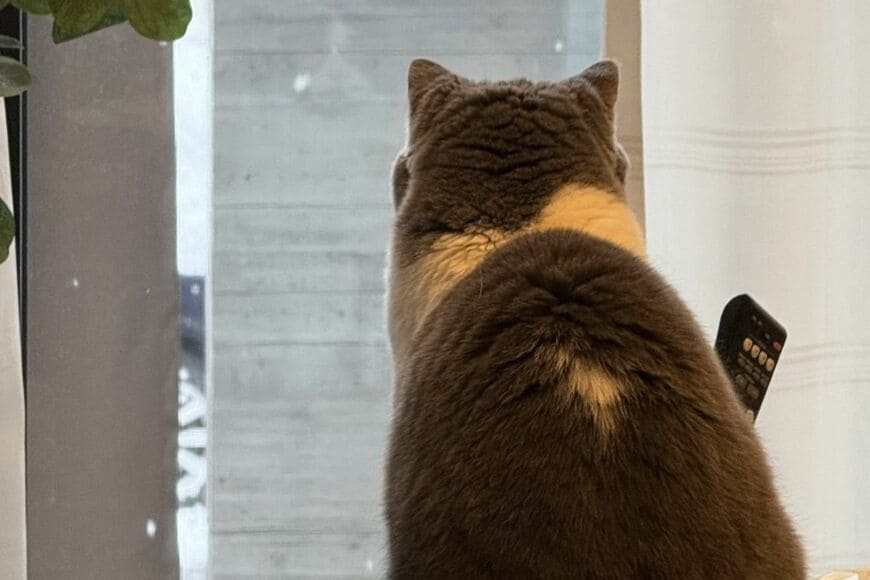 窓から「雪を眺める猫の背中」が話題　飼い主のひと言に「きれいにゃね」