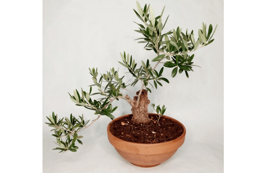 Manuel Rodriguez Sevillano/istockphoto.com