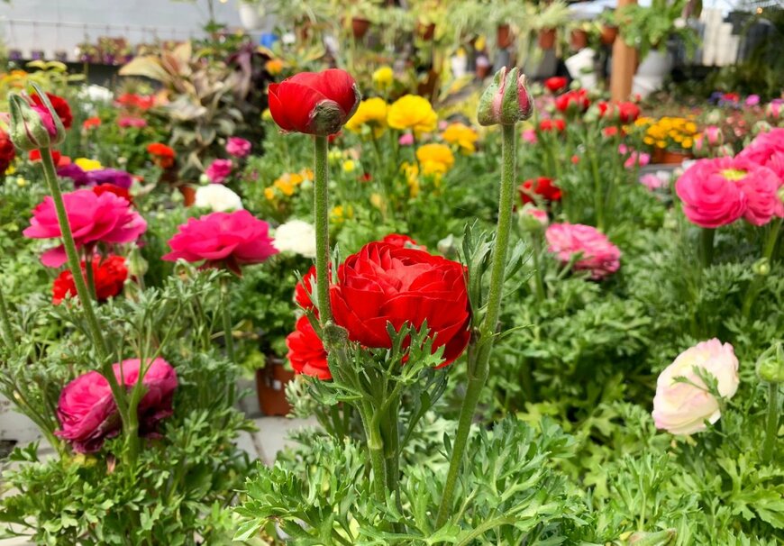 Opachevsky Irina/shutterstock.com