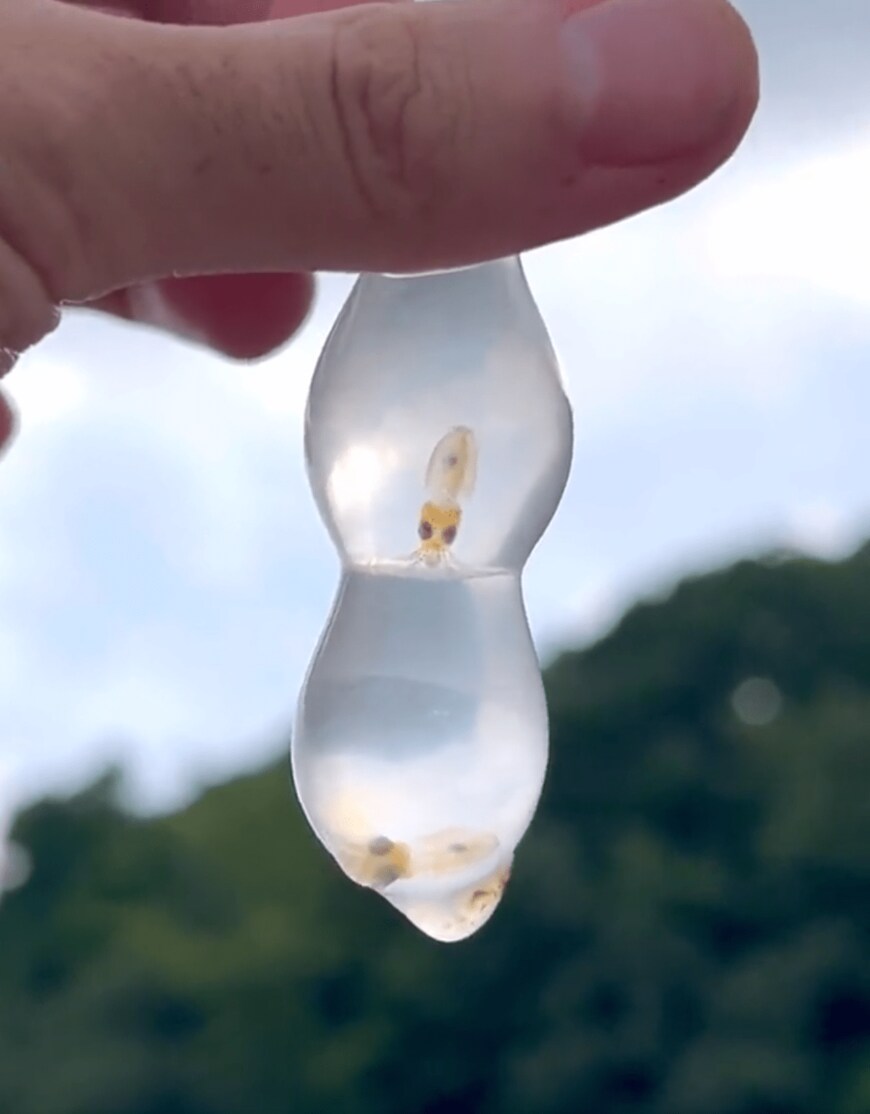 出所：@K_theHermit