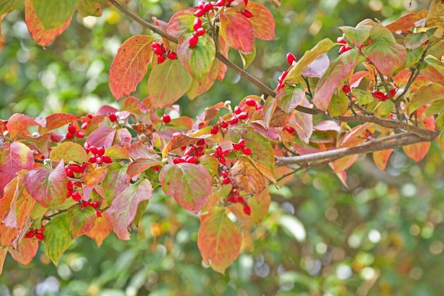 igaguri_1/istockphoto.com