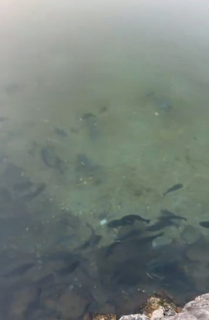 出所：@anyohoseo2