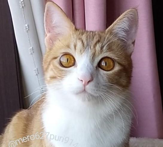 出所：@mero627puri914