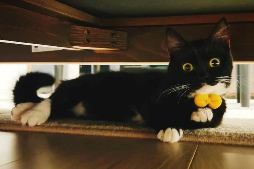 冬しか見ることができない「猫のくつろぐ姿」が話題に　思わずキュンとしてしまう