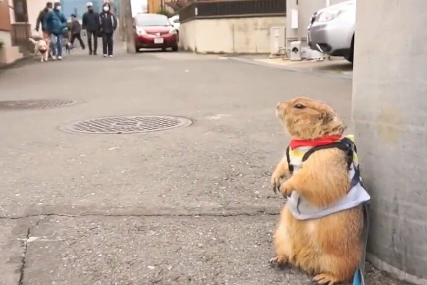 【5万バズ】犬と散歩したいプレーリードッグさんのホッコリ行動