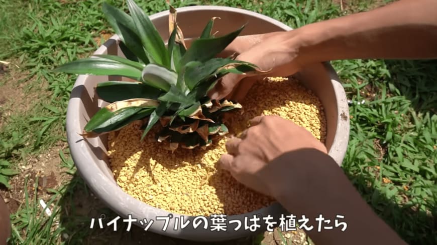 【パイナップル再生栽培】葉の植え付け～収穫1360日の「成長記録」長編レポ！育て方や花が興味深い