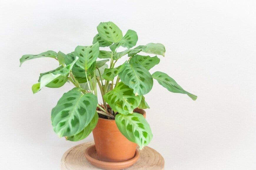 Xandra R/shutterstock.com