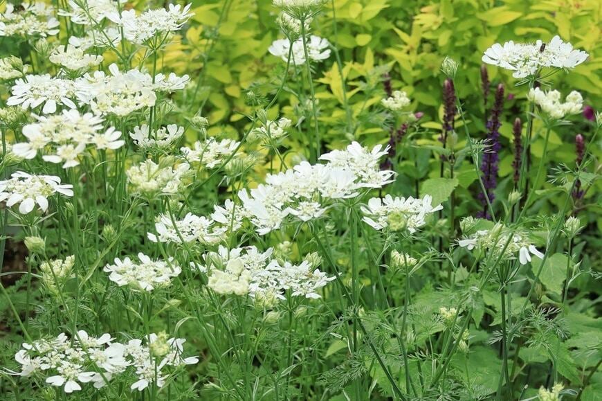 園芸歴30年ガーデナーが「うちの庭に植えてよかった」かわいい春の花《一年草＆多年草》9選