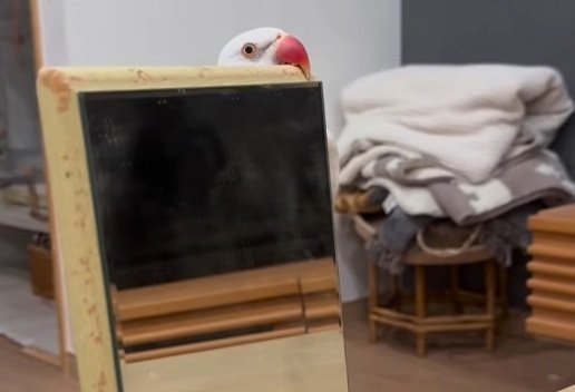 【アゴ力がすごいインコ】「裏側一体どうなってるの…？」どんな体勢で鏡につかまってるのか気になりすぎるインコが話題！