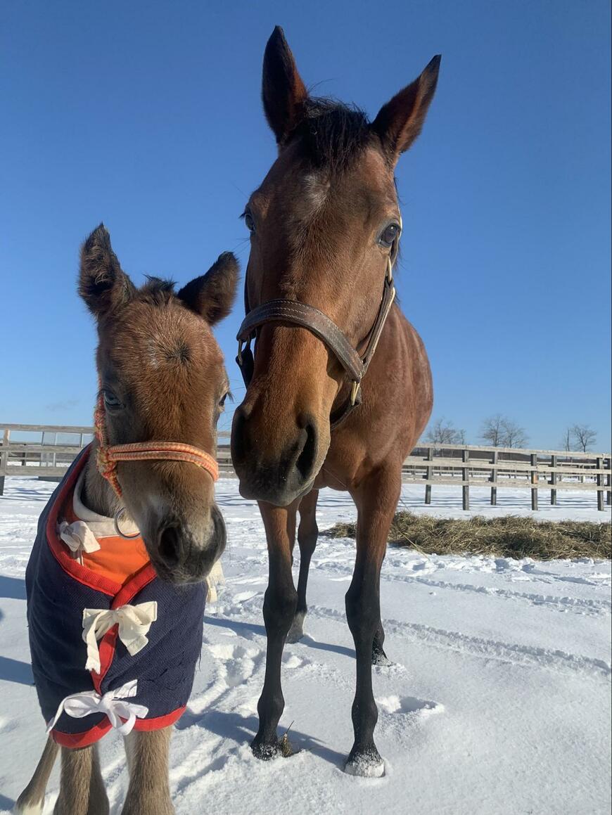 出所：白井牧場