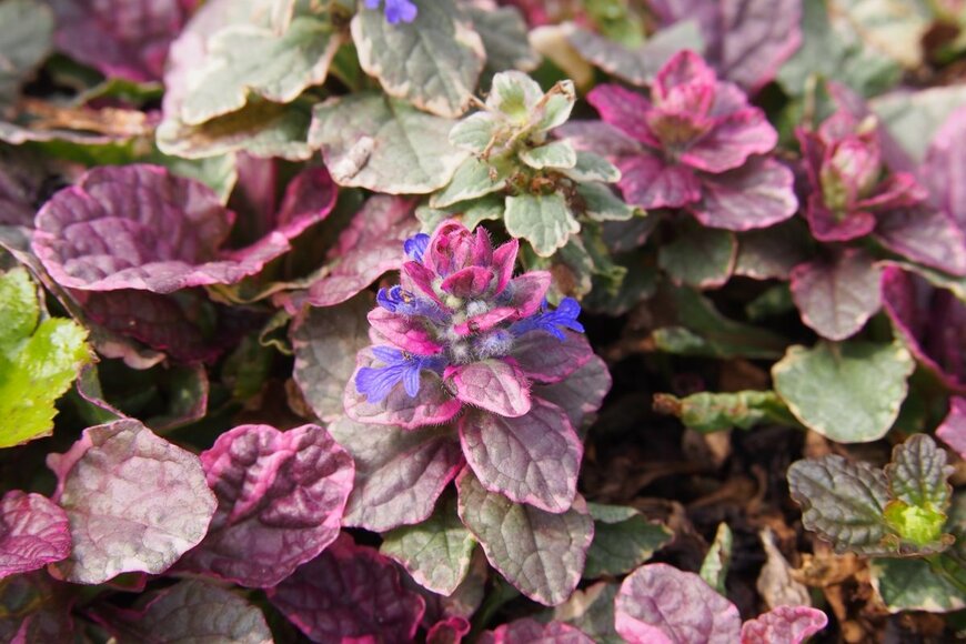 Anna Gratys /shutterstock.com