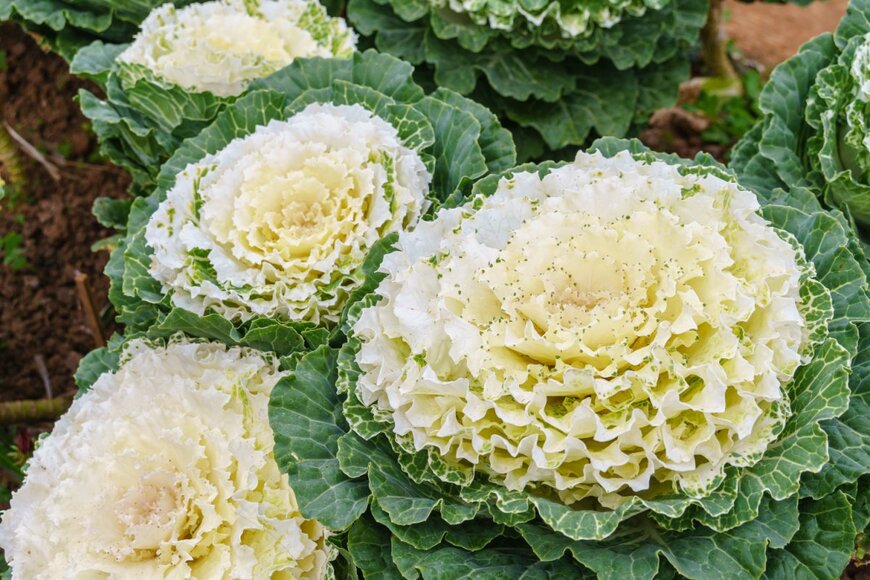 Atthapol Saita/shutterstock.com