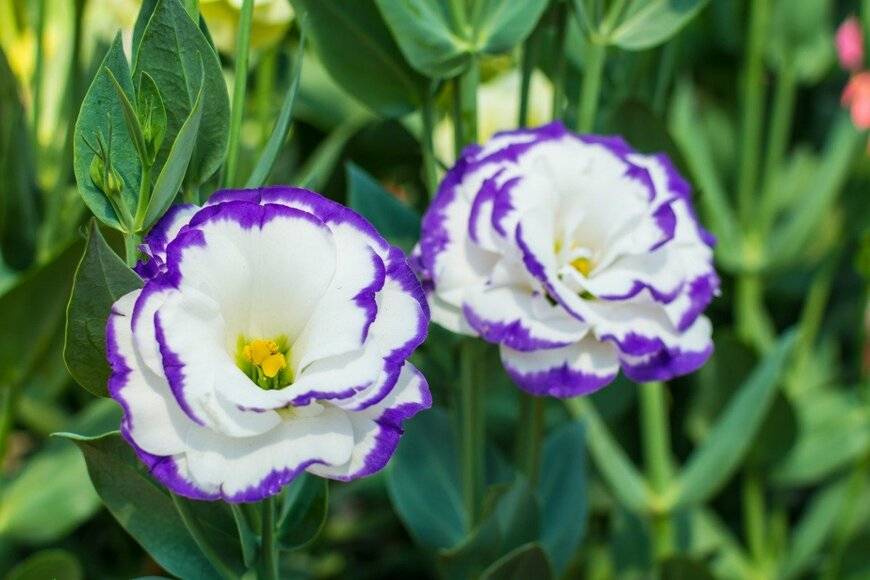 loveischiangrai/istockphoto.com