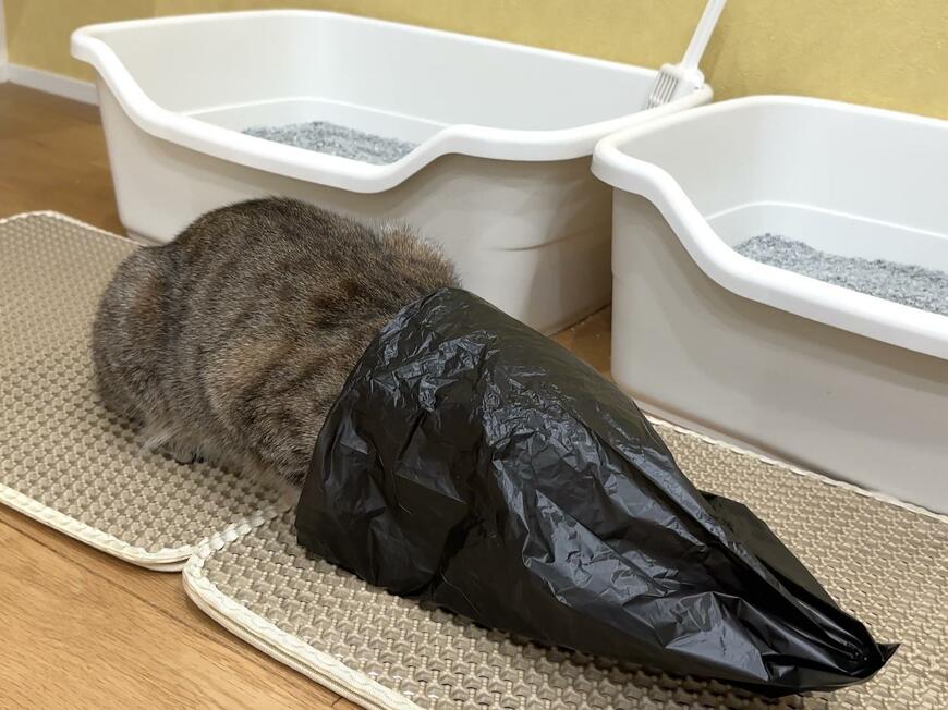 出所：@pomusan_cat