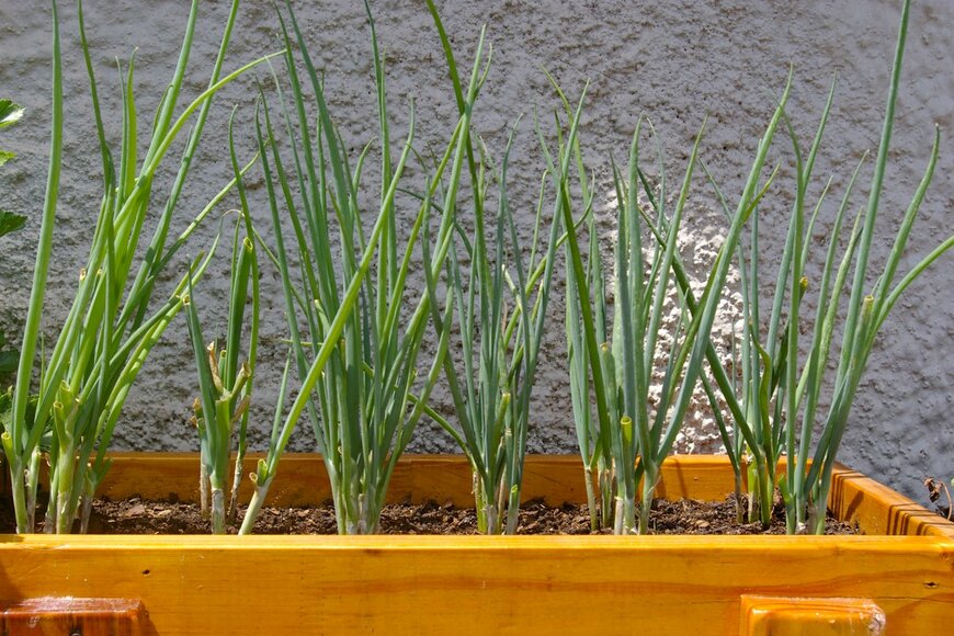 Studio_Loona/Shutterstock.com