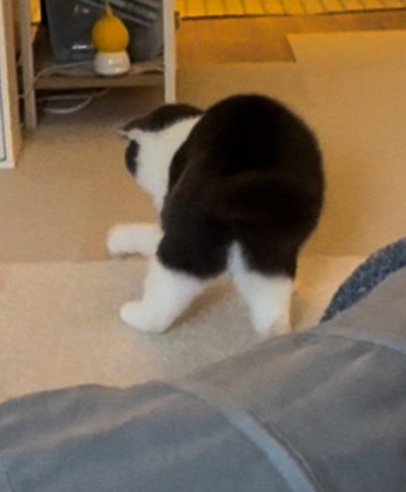 出所：@omochiomoching