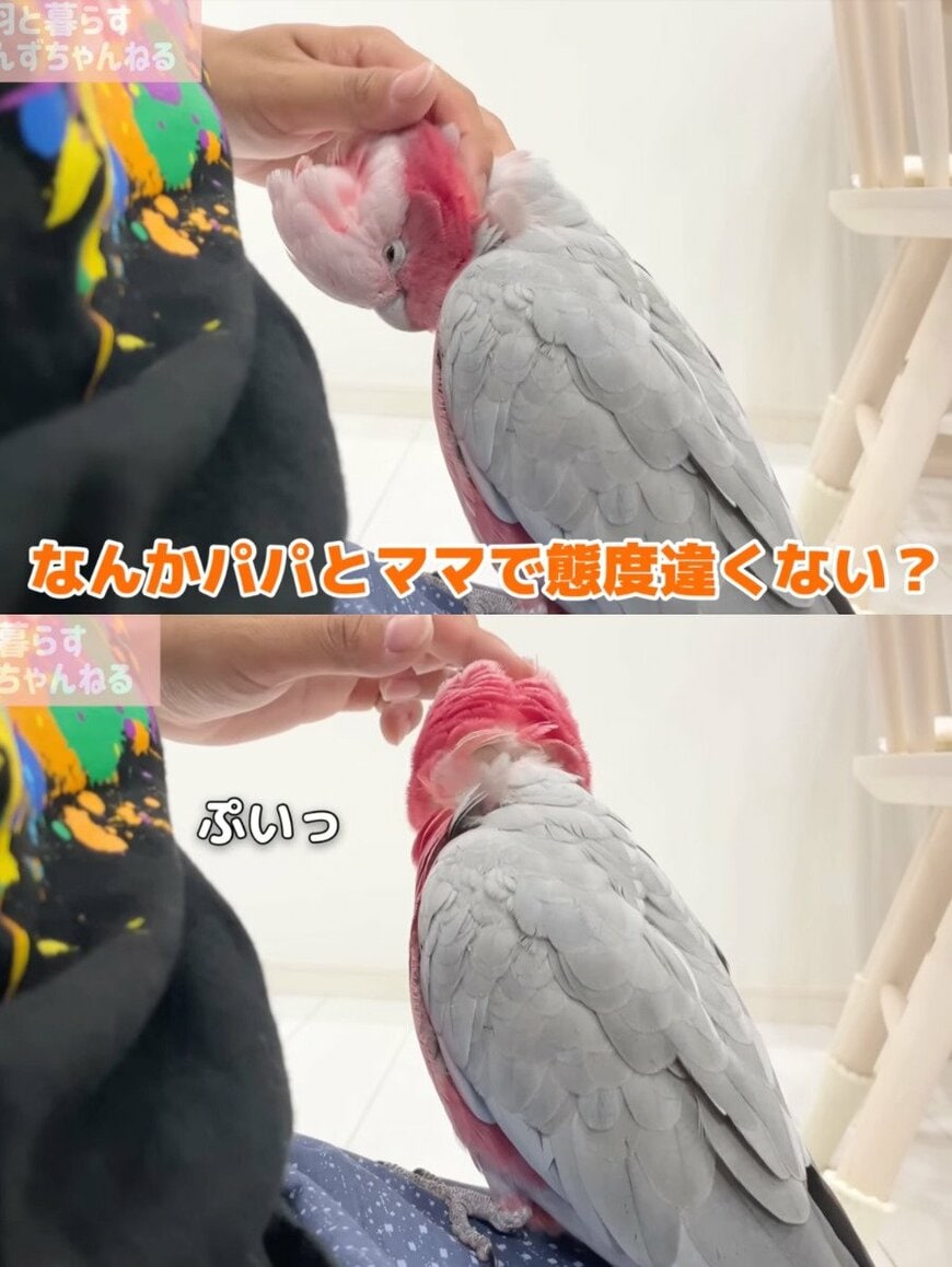 出所：@anz_omomiri