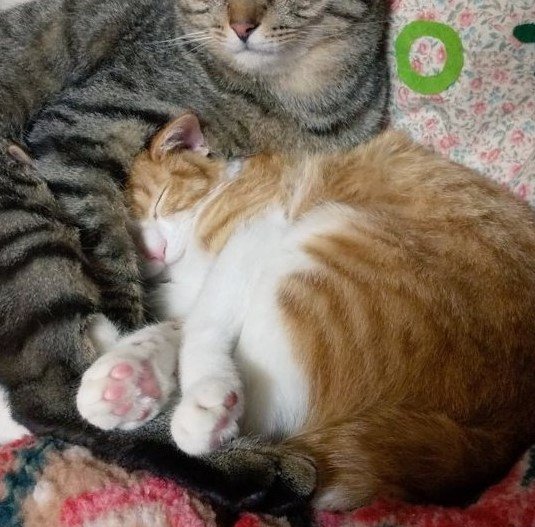 出所：@mero627puri914