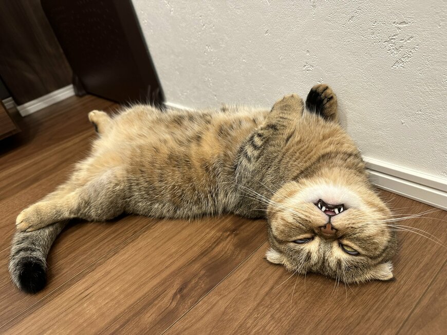 出所：@ponpokopontanu