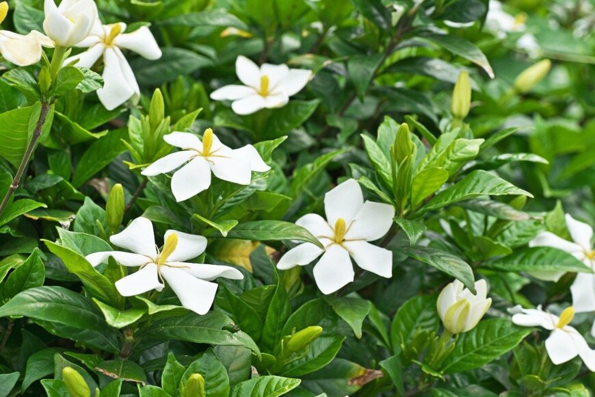 igaguri_1/istockphoto.com