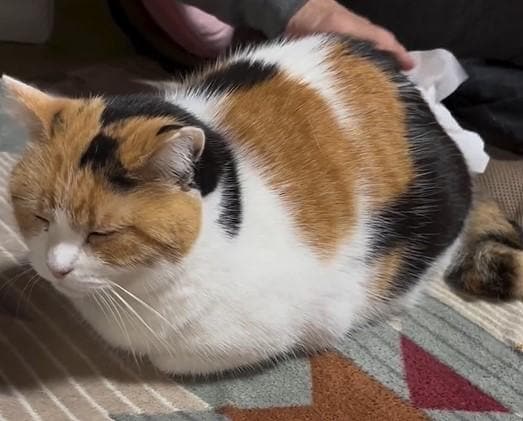 出所：@mike_noritama