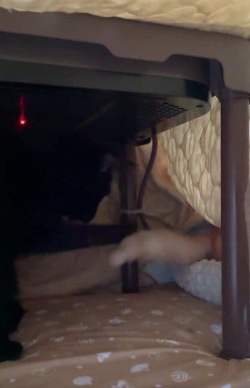 出所：＠Teagle_Noir