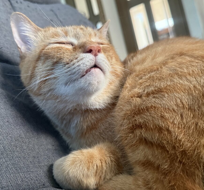 出所：@Beercat_Ana_Dar