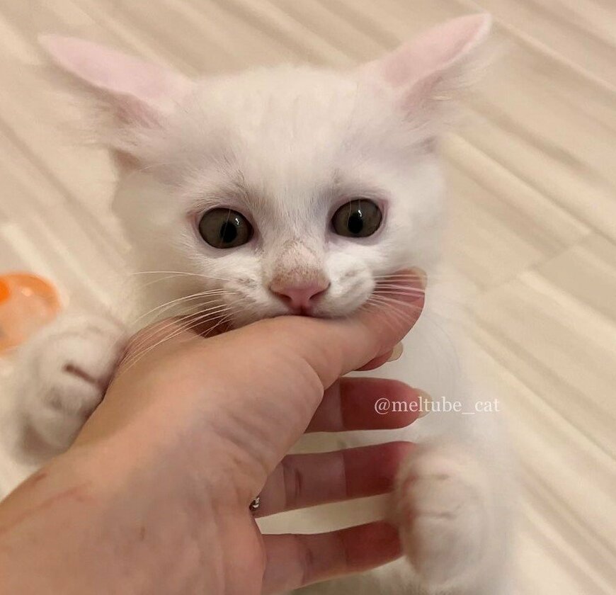 出所：@meltube_cat