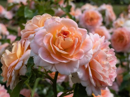 Kristine Rad/shutterstock.com