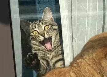 出所：@kagisuzu0531