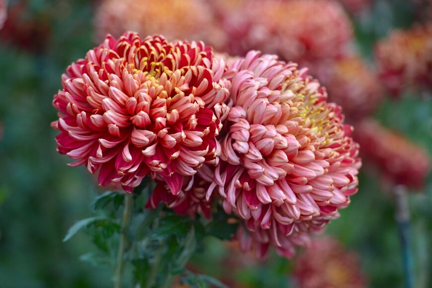 freya-photographer/Shutterstock.com