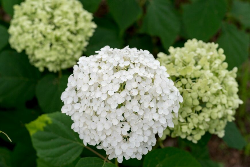 mk1221/istockphoto.com