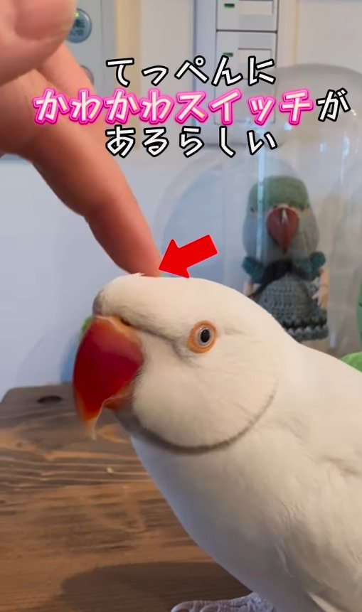 出所：@zundamame_cockatiel