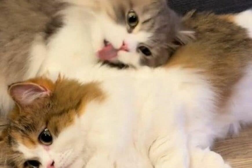 兄妹のように仲良しな猫たち→「そっくりすぎる寝姿」に思わず見惚れてしまう