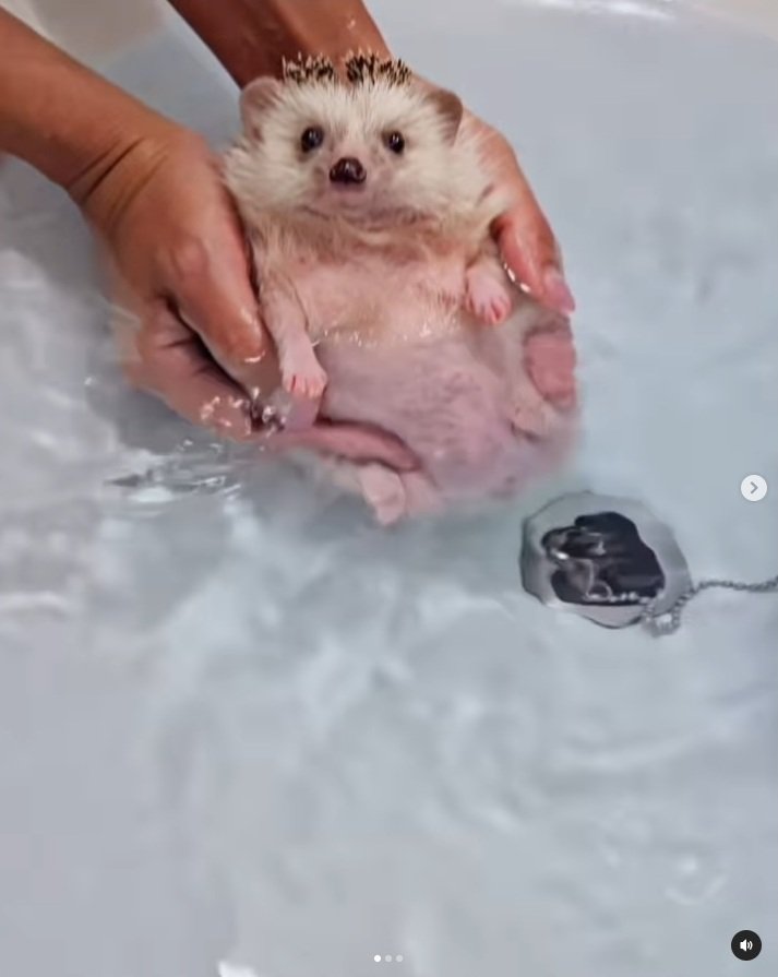 出所：＠uzura_moz.uku