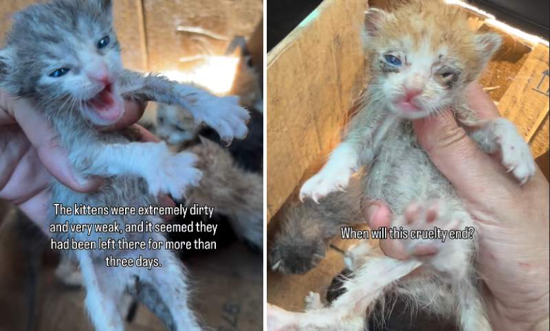 出所：<u><a href="https://www.instagram.com/p/DYSxPcvh7vY/" target="_blank">@pawsitiverescue.page</a></u>